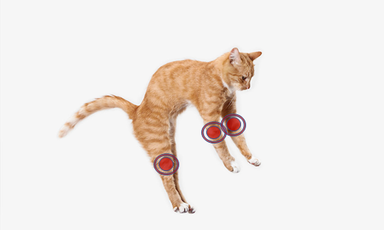 Developed Cat Arthritis Predictive Model Based on Behavioral Data